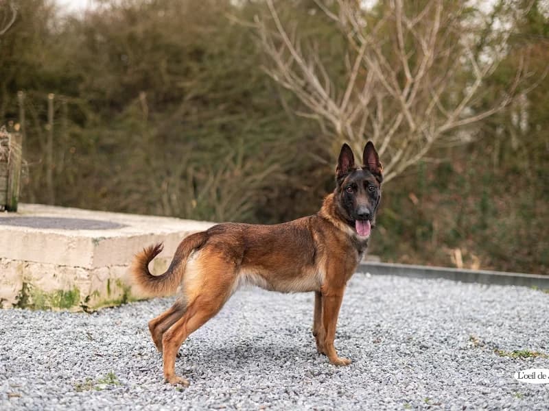 Mistie, Fauve charbonné female 4yo Belgian Malinois for adoption at SPA Charleroi, Charleroi