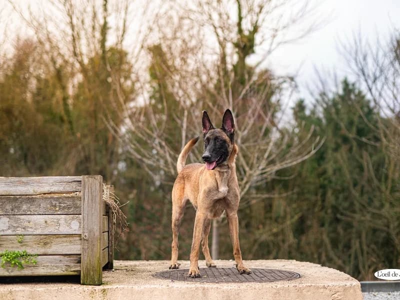 Sirka, Fauve charbonné female 4yo Belgian Malinois for adoption at SPA Charleroi, Charleroi