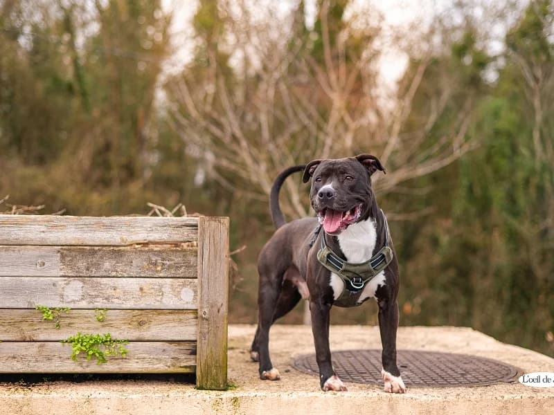 Sam, Noir et blanc male 4yo American Staffordshire Terrier for adoption at SPA Charleroi, Charleroi