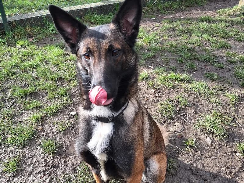 Mia, Fauve charb blanc female 3yo Belgian Malinois for adoption at SPA Charleroi, Charleroi