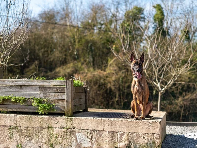 Leika, Fauve charbonné female 5yo Belgian Malinois for adoption at SPA Charleroi, Charleroi