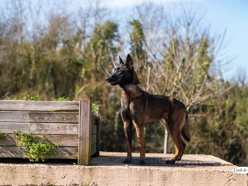 Suzy, Fauve et noir female young Belgian Malinois for adoption at SPA Charleroi, Charleroi