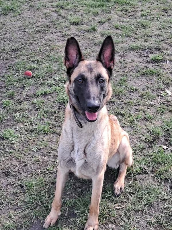 Kala, Charbonne female 5yo Belgian Malinois for adoption at SPA Charleroi, Charleroi