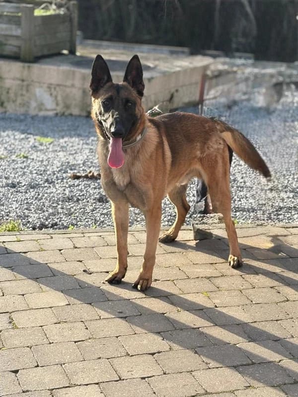 Onyx, Fauve charbonné male young Belgian Malinois for adoption at SPA Charleroi, Charleroi