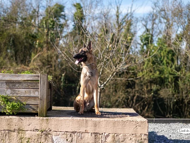 Matrix, Fauve charbonné male 5yo Belgian Malinois for adoption at SPA Charleroi, Charleroi