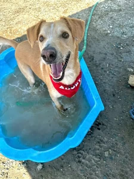 COOPER *kattest mogelijk!