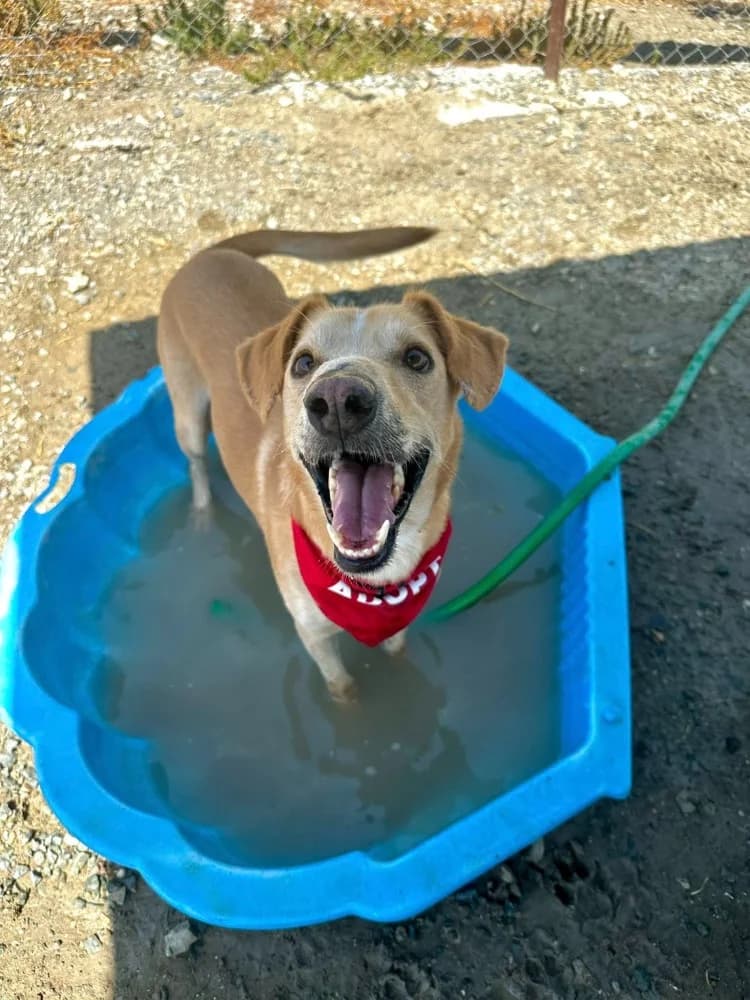 COOPER *kattest mogelijk! photo 4