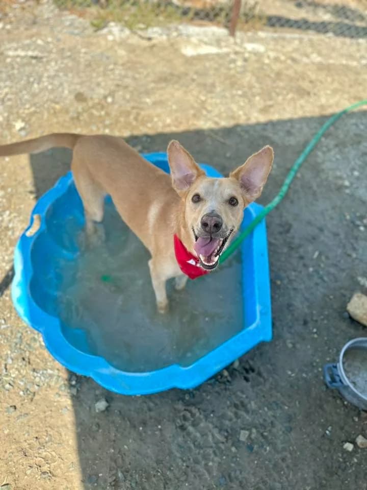 COOPER *kattest mogelijk! photo 6