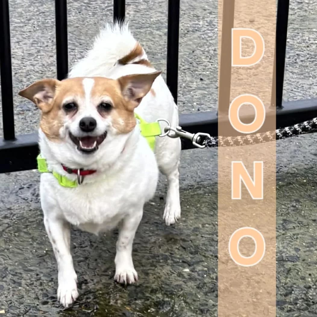 Dono ***update 18 maart***