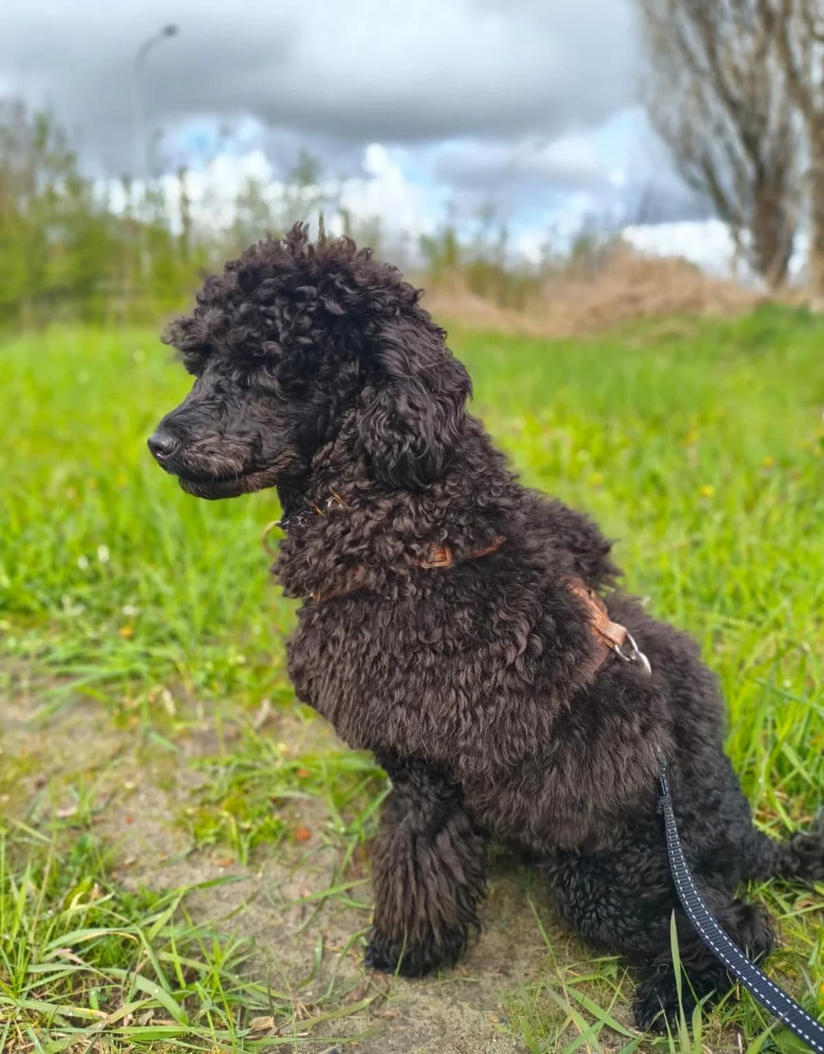 Sloeber ( Voldoende aanvragen)