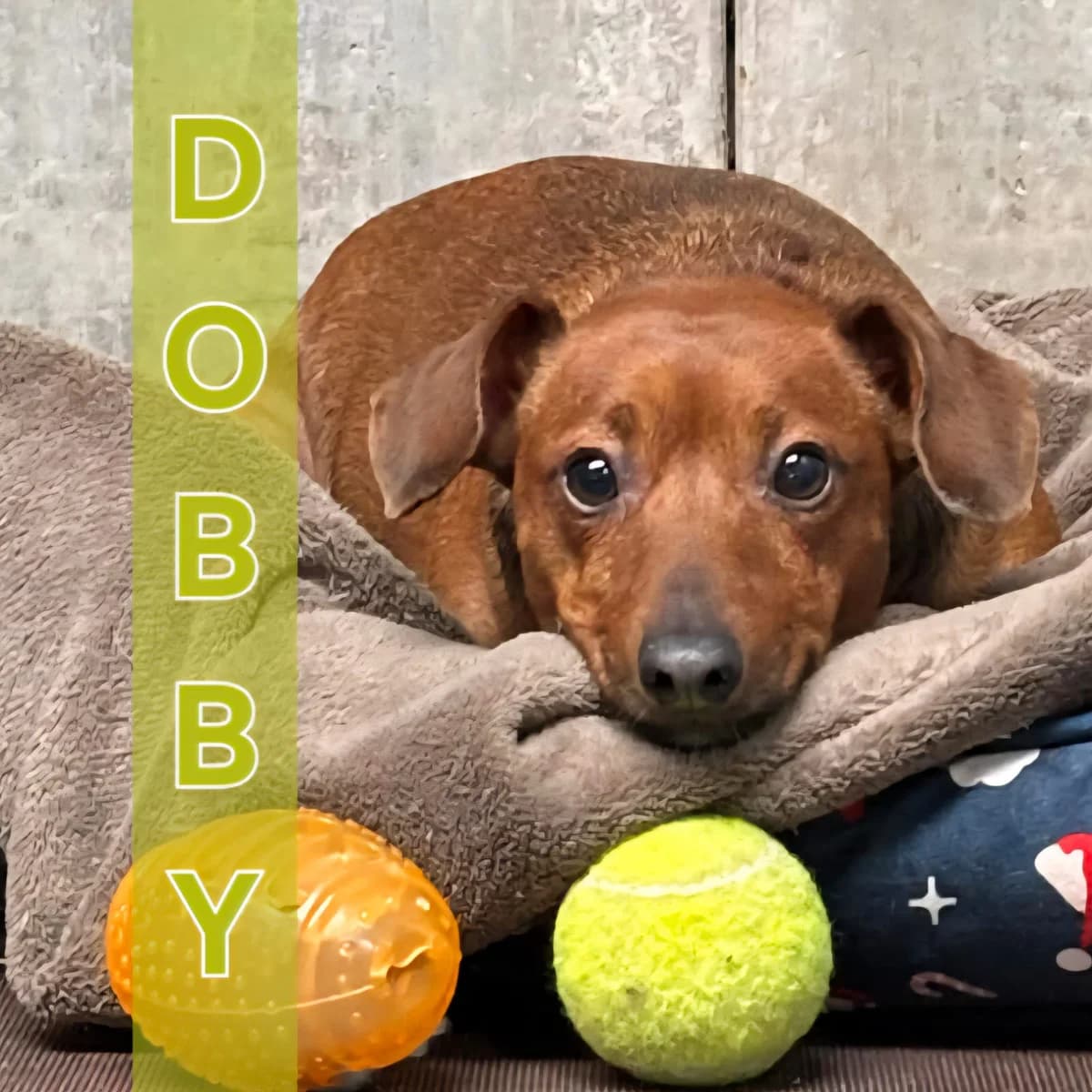 Dobby
