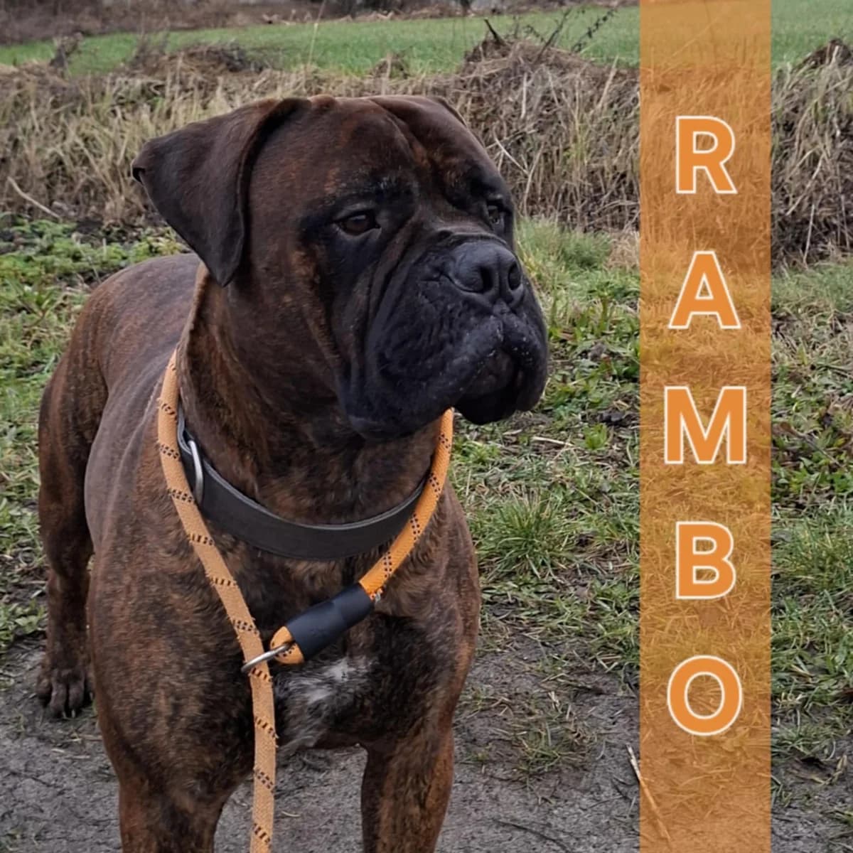 Rambo