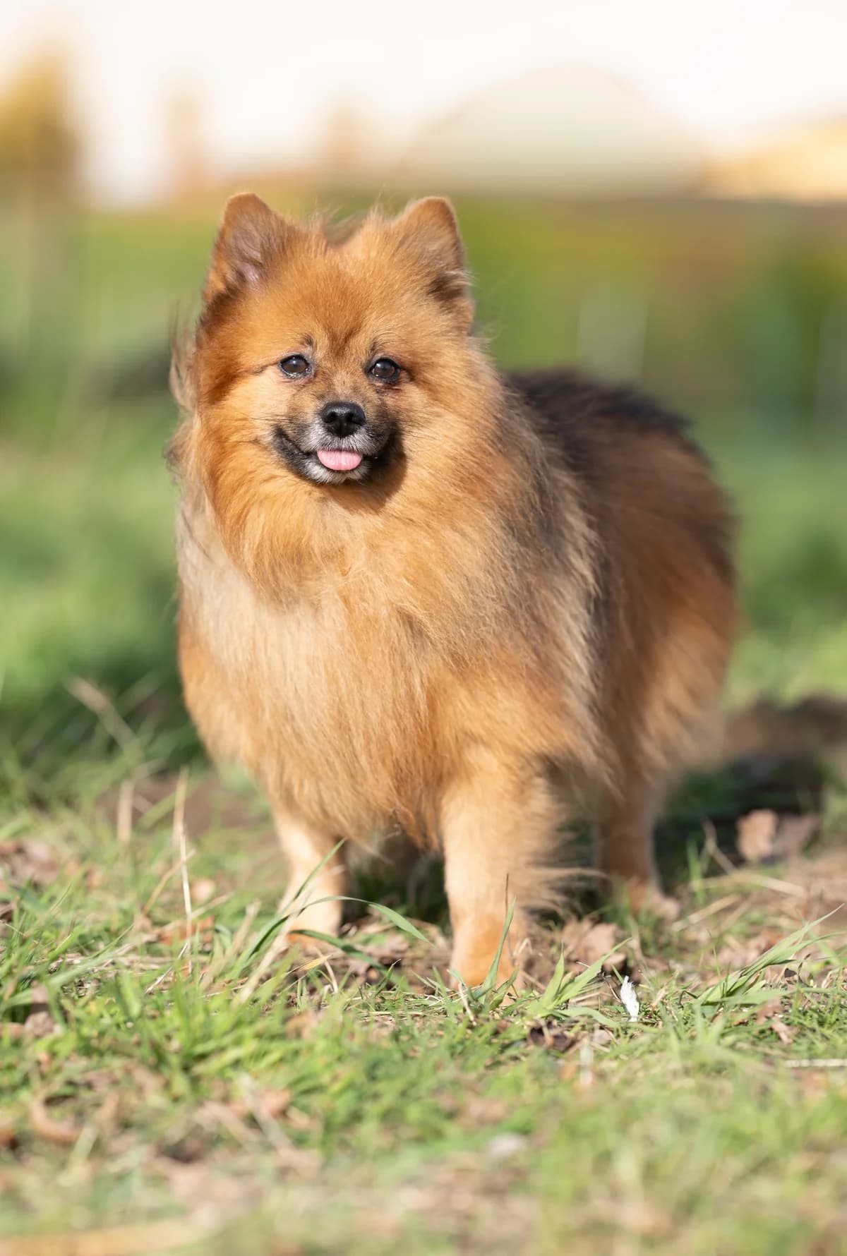 Marley, male Keeshond for adoption at Adopteereendier, Brussels