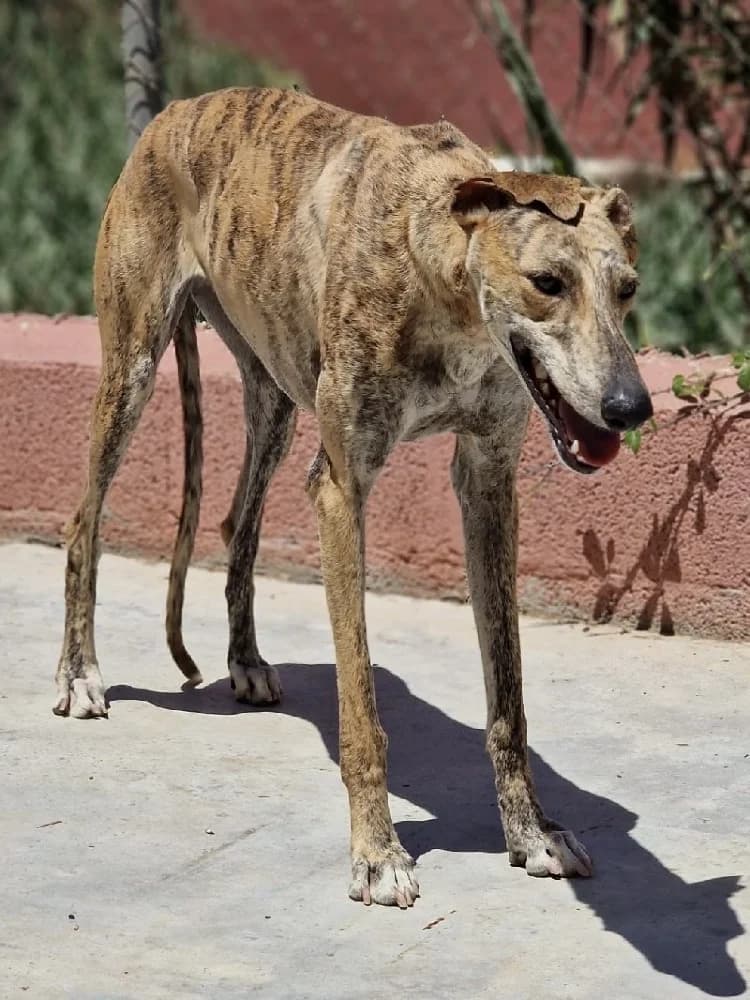 ROSCOE 22379 photo 2