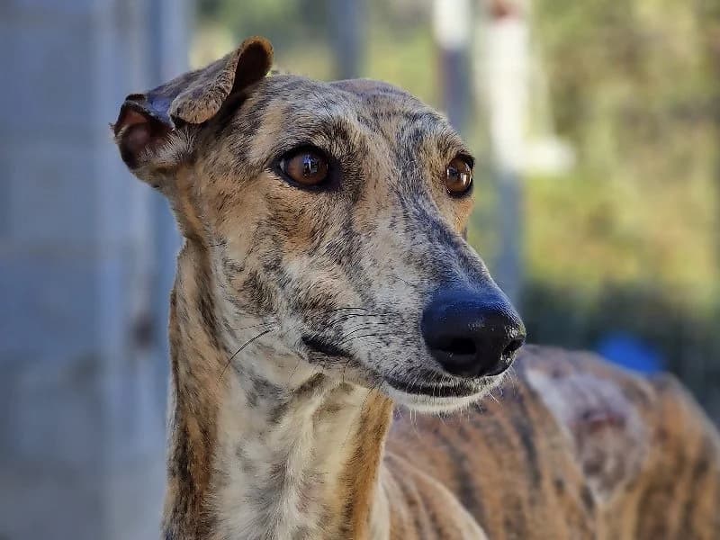 ROSCOE 22379 photo 3