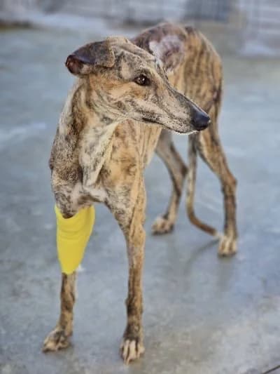 ROSCOE 22379 photo 4