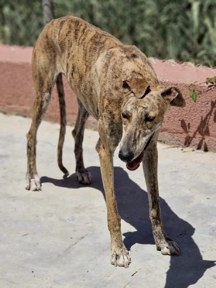 ROSCOE 22379 photo 5