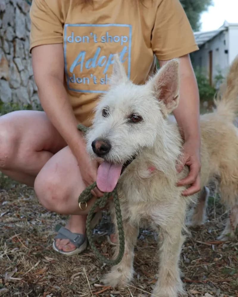 Ruzica, female West Highland White Terrier for adoption at Adopteer.be, Brussels