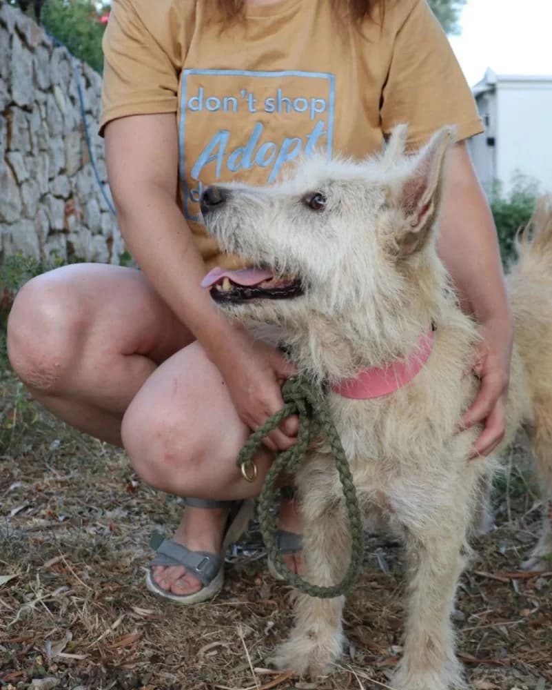 Ruzica, white female West Highland White Terrier for adoption at Adopteer.be, Brussels — photo 2 of 5