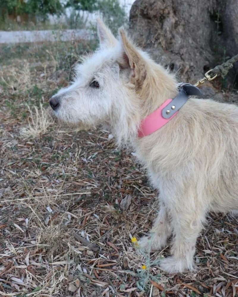 Ruzica, white female West Highland White Terrier for adoption at Adopteer.be, Brussels — photo 3 of 5