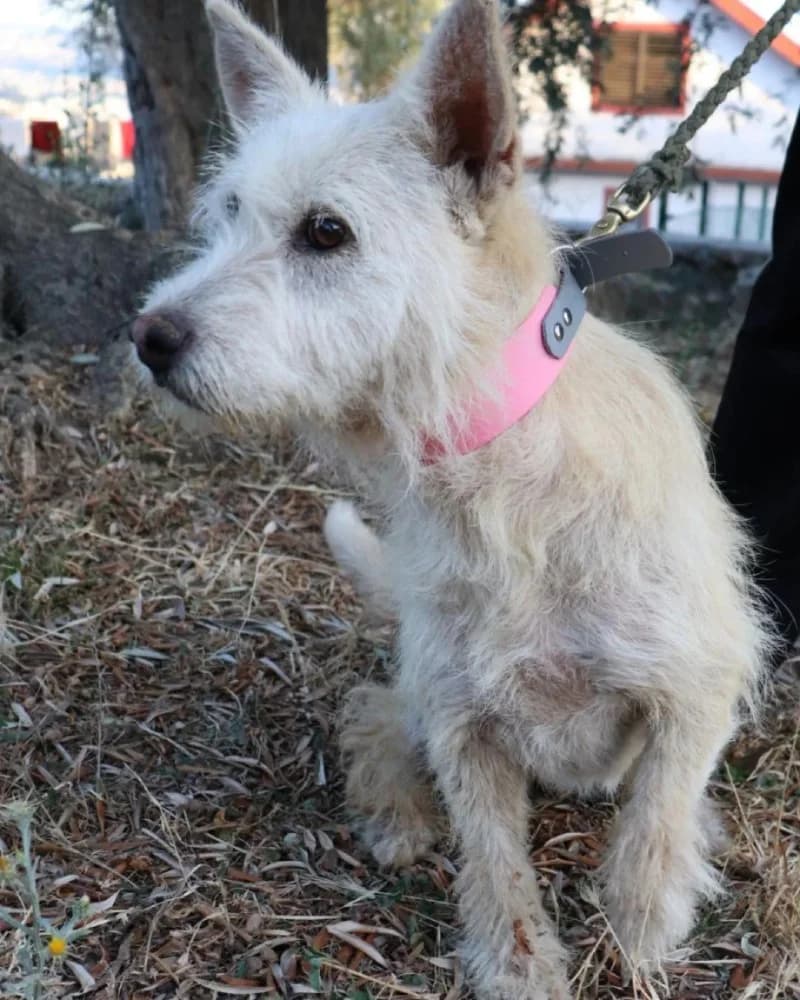 Ruzica, white female West Highland White Terrier for adoption at Adopteer.be, Brussels — photo 4 of 5
