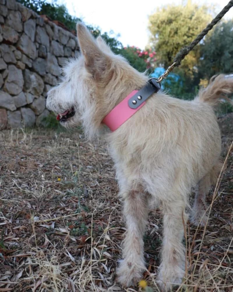 Ruzica, white female West Highland White Terrier for adoption at Adopteer.be, Brussels — photo 5 of 5