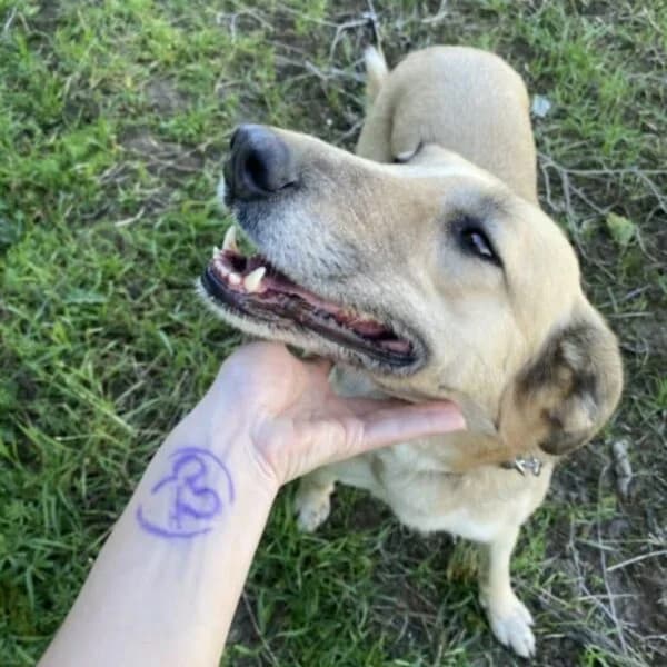 Anta,  puppy Mixed Breed for adoption at Nalas Friends, Ghent