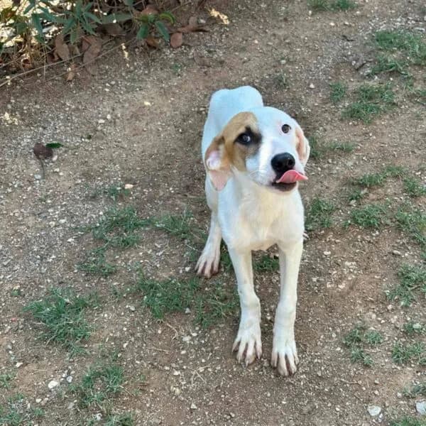 Pitsi,  Mixed Breed for adoption at Nalas Friends, Ghent