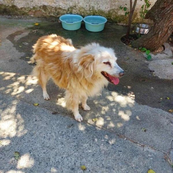 Morfoula,  puppy Mixed Breed for adoption at Nalas Friends, Ghent
