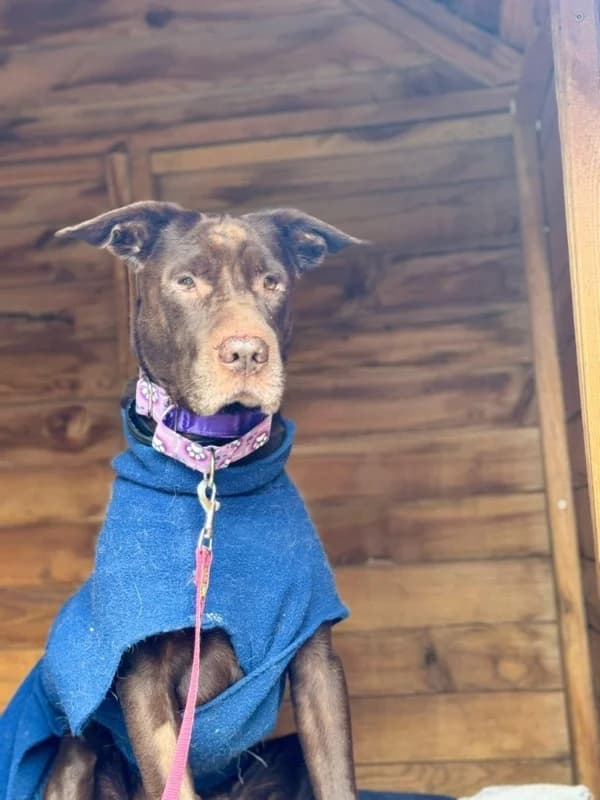 Baloo BR, senior photo 2