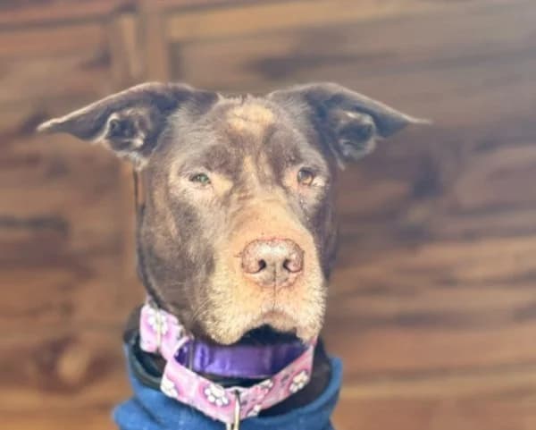 Baloo BR, senior photo 3