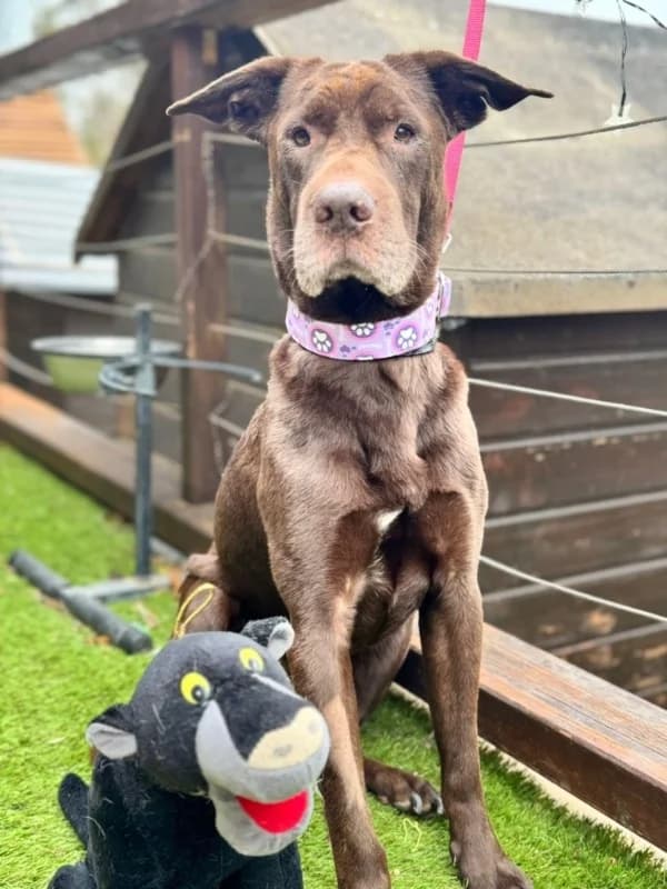 Baloo BR, senior photo 4