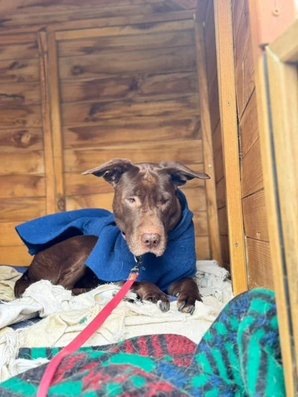 Baloo BR, senior photo 5