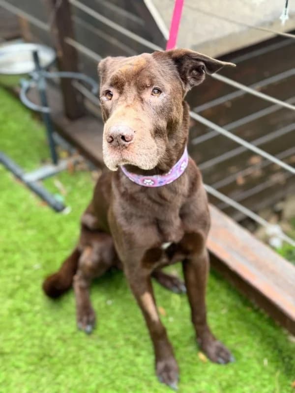 Baloo BR, senior photo 6