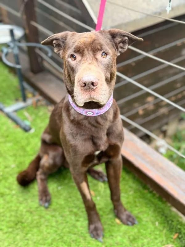 Baloo BR, senior photo 7