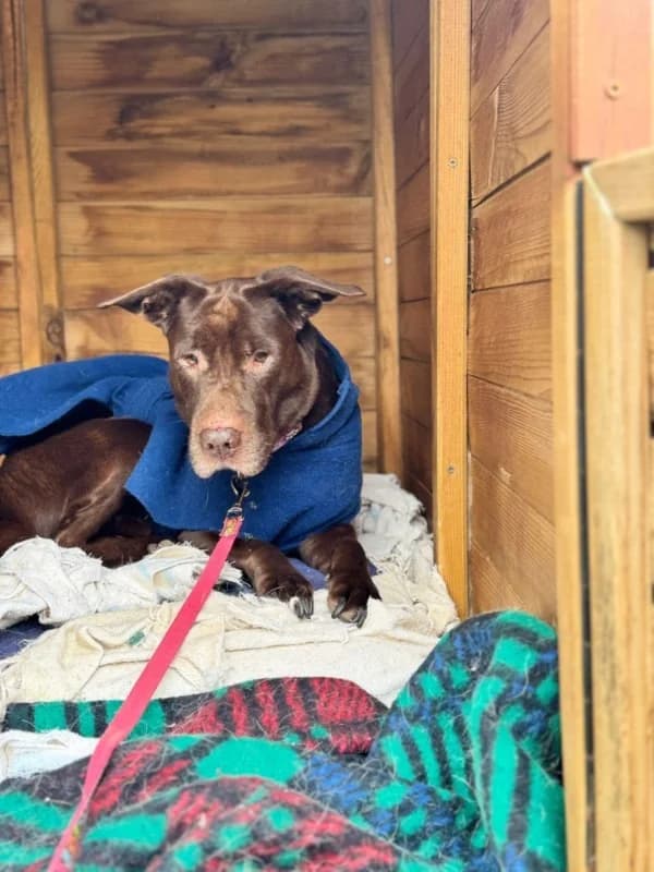 Baloo BR, senior photo 8