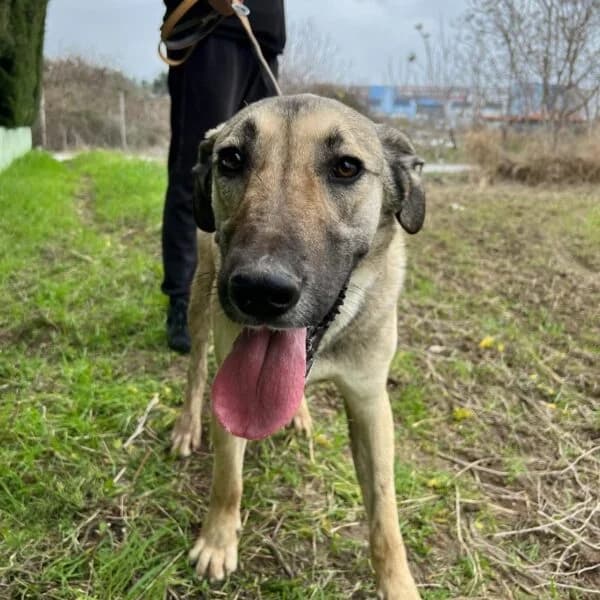 Lucky,  puppy Mixed Breed for adoption at Nalas Friends, Ghent