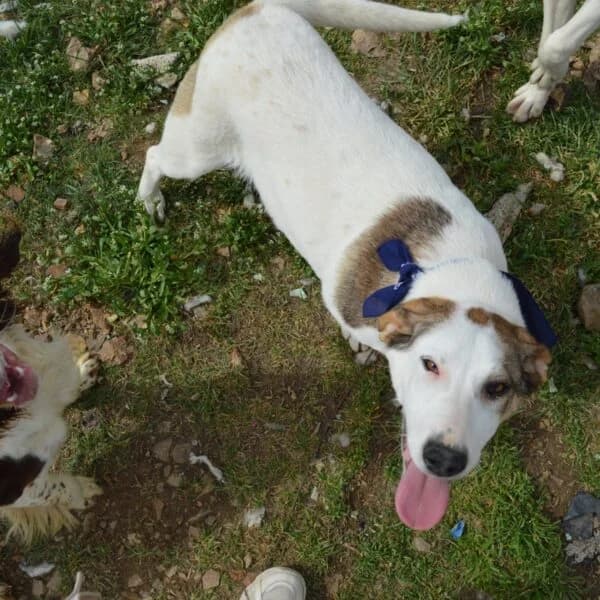Bonnie, female puppy Mixed Breed for adoption at Nalas Friends, Ghent