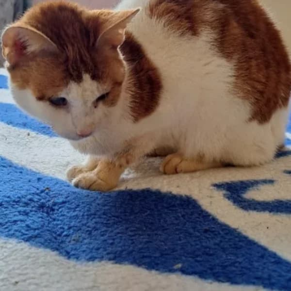 Zaharula,  Mixed Breed for adoption at Nalas Friends, Ghent