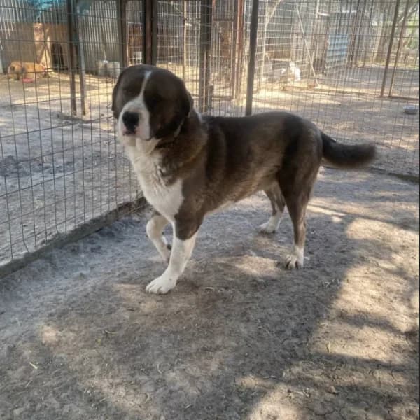 Carlos,  Mixed Breed for adoption at Nalas Friends, Ghent