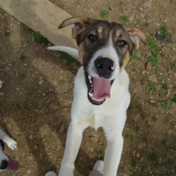 Clyde,  puppy Mixed Breed for adoption at Nalas Friends, Ghent