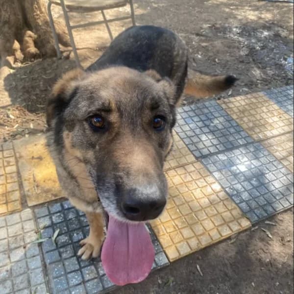 Eddie,  Mixed Breed for adoption at Nalas Friends, Ghent