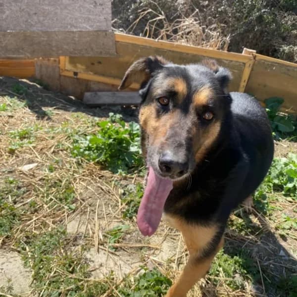 Hermes,  puppy Mixed Breed for adoption at Nalas Friends, Ghent