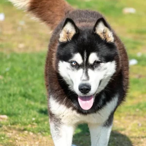 Kalisi,  puppy Mixed Breed for adoption at Nalas Friends, Ghent