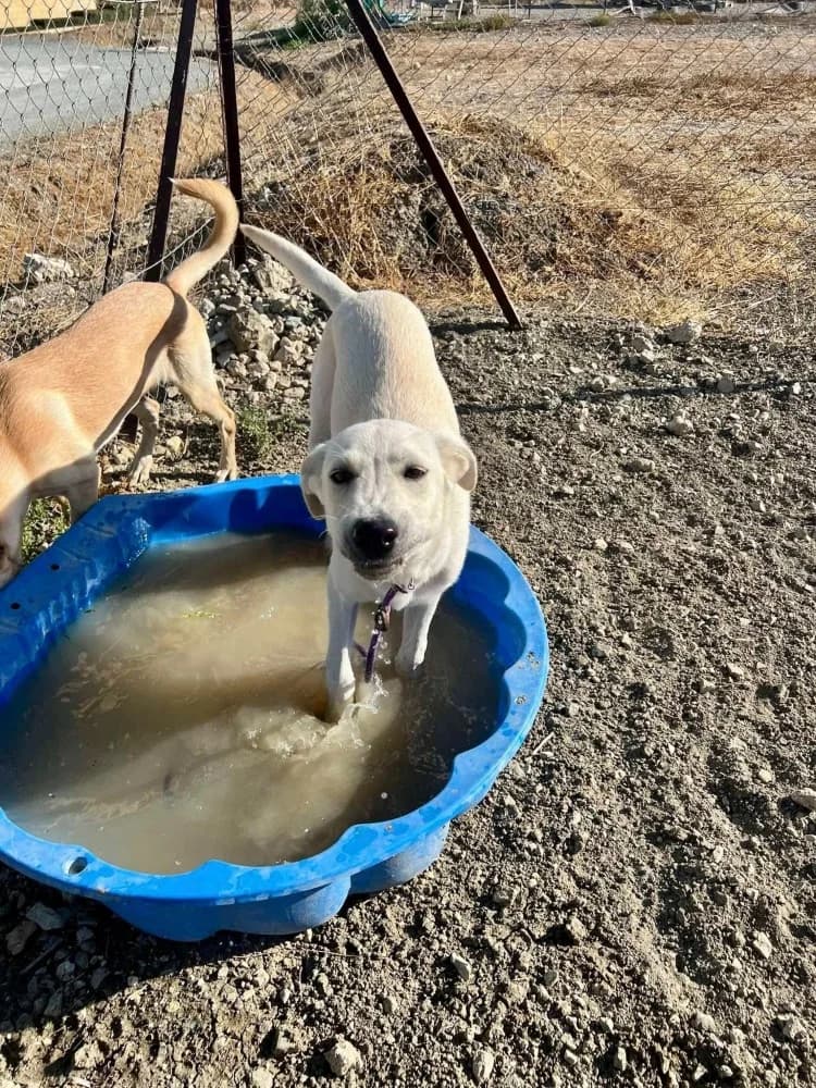 BASEL*kattest mogelijk! photo 2