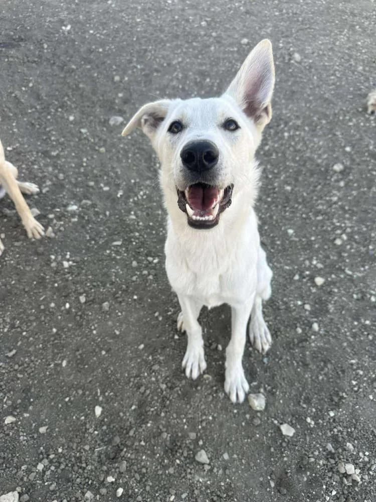 BASEL*kattest mogelijk! photo 3