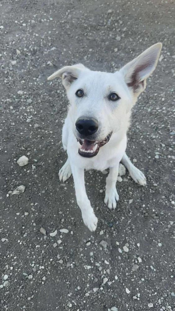 BASEL*kattest mogelijk! photo 5