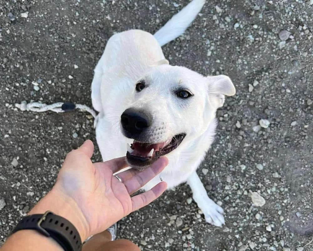 BASEL*kattest mogelijk! photo 6