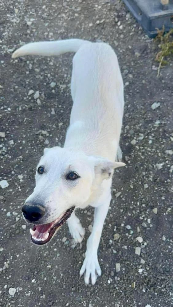 BASEL*kattest mogelijk! photo 8