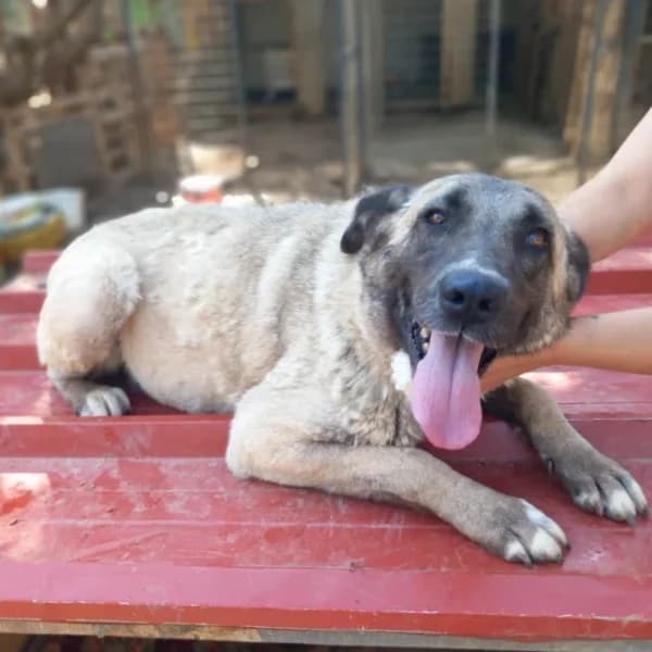 Xara,  Mixed Breed for adoption at Nalas Friends, Ghent